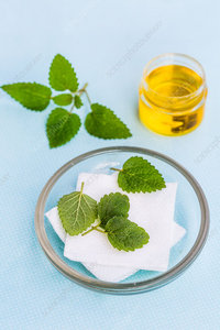 Fabricantes de fábrica al por mayor de aceite esencial de bálsamo de limón 100% aceite esencial de bálsamo de limón orgánico puro y natural exportador a granel - Product Image 2