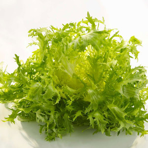 Chicorée d'endives la plus vendue: grossiste en gros d'espèces de légumes à feuilles amères similaires de qualité supérieure - Product Image 3