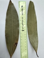 Épices et herbes séchées en gros, feuilles de cannelle cassia brutes 100% naturelles, fabriquées au Vietnam, haute qualité ANNA DO +84982153058