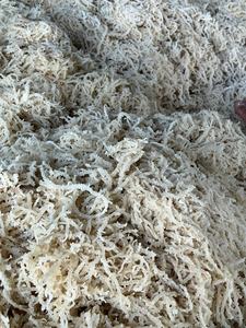 ALGUES DE COTON FRAIS ET DURABLES-RÉCOLTEES DIRECTEMENT AU VIETNAM, PARFAIT POUR LES BESOINS DE VOTRE ENTREPRISE - Product Image 5