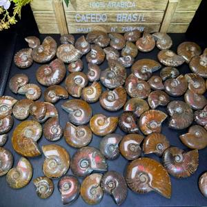 Ammonites fossiles arc-en-ciel polies en gros, différentes tailles, coquille naturelle rare, motif de jade pour la fabrication de bijoux et la décoration - Product Image 5