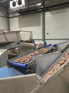 Máquina de clasificación de patatas y cebollas Máquina de clasificación de patatas Equipo de maquinaria de clasificación y cebolla - Product Image 6