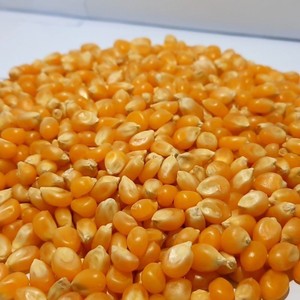 Maíz amarillo no OGM de alta calidad fresco para consumo humano y alimentación animal para palomitas de maíz - Product Image 6