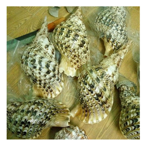 Trompette coquillage: coquillage de trompette de conque de reine vietnamienne naturelle, essentiel pour la décoration intérieure à la mode et les pièces d'affichage faciles - Product Image 2
