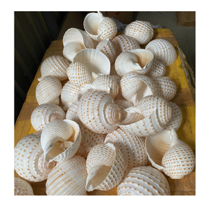เปลือกหอยตกแต่งหลายชนิดที่มีรูปร่างและพื้นผิวที่สวยงามสำหรับงานศิลปะที่ทำด้วยมือและการออกแบบตกแต่งภายในทางทะเล - Product Image 5
