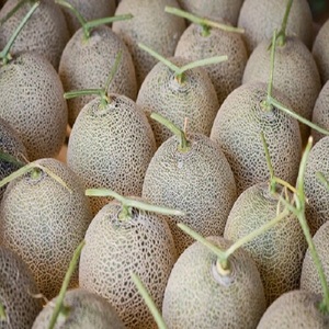 Melón Cantalupo/Hami Fresco de Alta Calidad, Grado Alimenticio - Product Image 1
