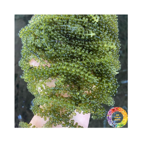 องข้อมูลจากหญ้าทะเลเกรดดีที่สุดสำหรับอุตสาหกรรมอาหารองุ่นแห้งจากทะเลขาดน้ำ99GD - Product Image 4