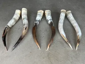 Venta caliente ágata tallada vaca pulida buey cuerno largo par superventas par de cuerno de toro Natural para fines decorativos - Product Image 6