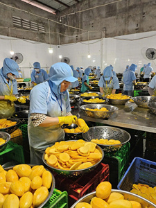 Sac à fermeture éclair de 500g-MANGUE SÉCHÉE DOUX AU GOÛT DOUX NATUREL-TRANCHES DE MANGUE SÉCHÉES DU FABRICANT DU VIETNAM - Product Image 3