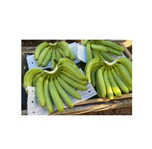Asia Farm Premium Grade 13 Kg caja de cartón Fresh Cavendish Green Bananas Agricultura de alta calidad Exportación en todo el mundo - Product Image 1