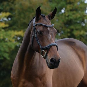 Bride de cheval de conception anatomique Bride en cuir de cheval Anatomic Horse Snaffle Leather Bridle Manufacturer Anatomic Dressage - Product Image 5