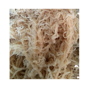 Musgo Marino, Musgo Irlandés, Alga Eucheuma, Precio de Fábrica al por Mayor para Uso en Alimentos, Cuidado de la Piel, Smoothies y Nutrición - Product Image 6