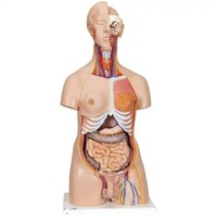 Modèle de torse humain anatomique CISCO à double sexe avec organes interchangeables, système reproducteur, 24 pièces, en PLA, CISCO-1016