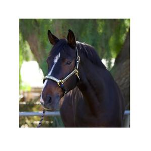 Sillín de estilo inglés de alta calidad, cabestro metálico dorado Floral, charol, nailon, accesorio elegante inteligente de estilo occidental - Product Image 1