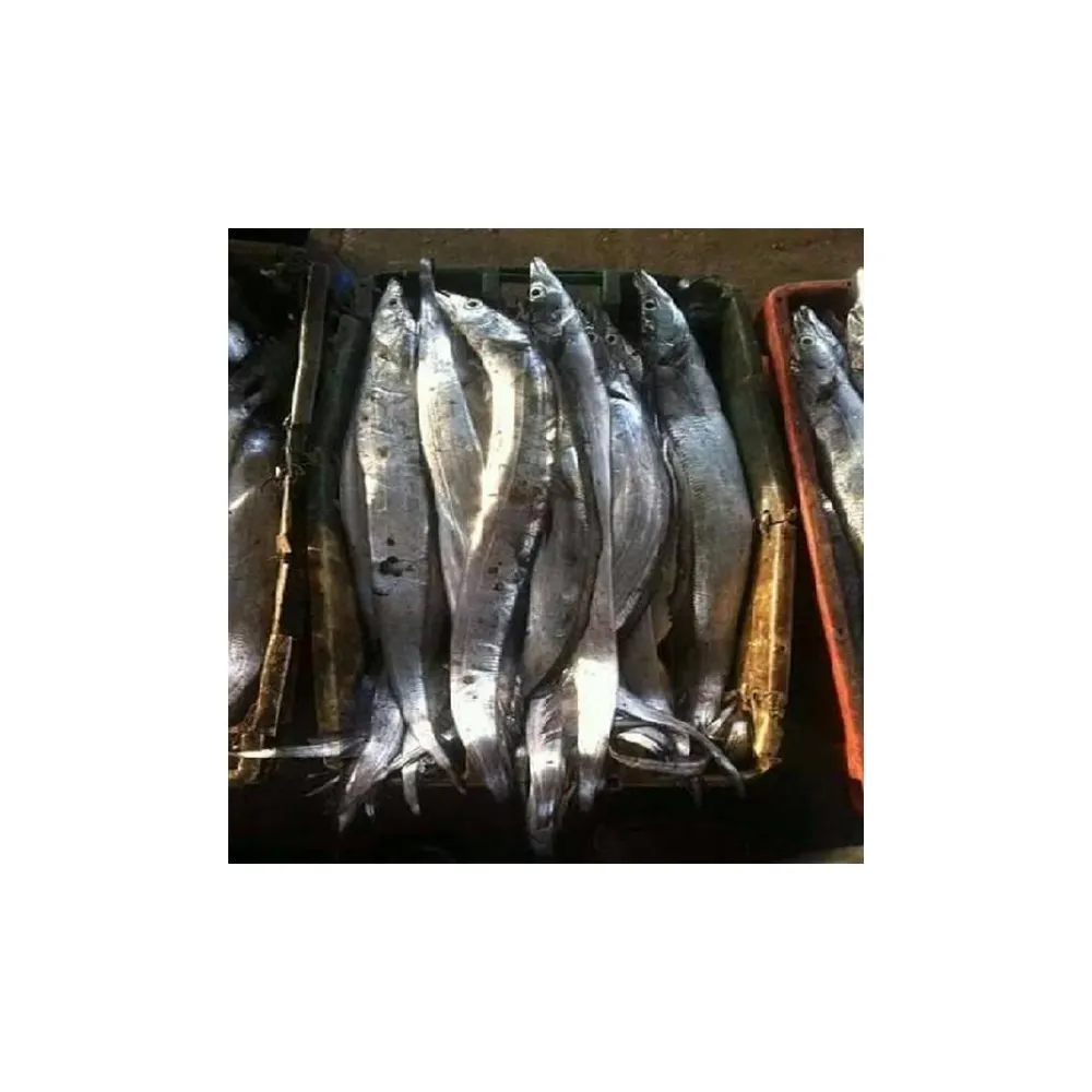 Dondurulmuş kurdele balığı üretici tedarikçi dondurulmuş kurdele balığı tedarikçi dondurulmuş kurdele balığı