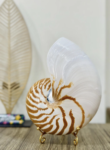 เปลือกหอยหอยโข่งขัดและหอยเป๋าฮื้อธรรมชาติสำหรับตกแต่งบ้านงานฝีมือชั้นนำ Nautilus ขนาดใหญ่ - Product Image 2