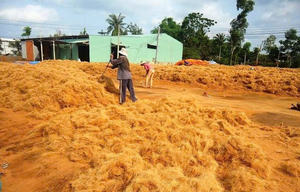 Briquettes de tourbe de coco compressée 100% biologique, écologiques, grands supports de culture - Product Image 4