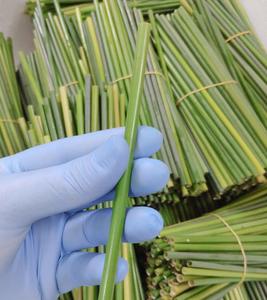 Pailles d'herbe naturelle de haute qualité d'exportation vietnamienne/pailles à boire d'herbe biodégradables/pailles d'herbe écologiques - Product Image 5