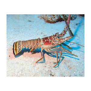 Homard à queue lisse congelé avec chair ferme pour les acheteurs mondiaux - Product Image 2