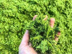 ใบมันสำปะหลังบดอร่อย/สูตรครอบครัว/รสชาติเยี่ยม/ต้นกำเนิดเวียดนาม - Product Image 4