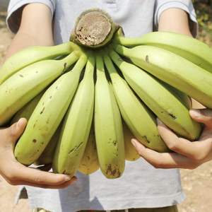 กล้วยสดธรรมชาติแบบ100% การเพาะปลูกทั่วไปเกรดพรีเมี่ยม - Product Image 4