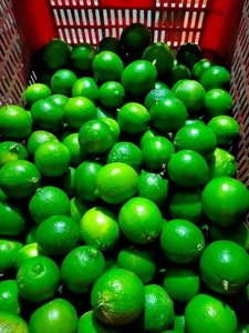 มะนาวเวียดนามสดไร้เมล็ด ผลไม้รสเปรี้ยวคุณภาพพรีเมียม สีเขียวสดใส รสชาติธรรมชาติ และรูปลักษณ์สวยงาม - Product Image 5