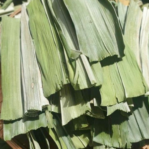 Hojas de pandan secas a granel de Vietnam para uso culinario y de bebidas - Product Image 2