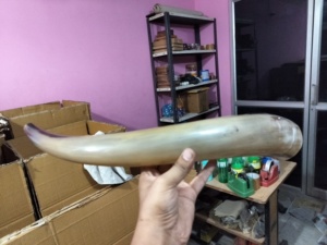 Cuerno de búfalo doméstico 100%, cuerno de trompeta de juguete, acabado decorativo con agujero de soplado, característica de Animal de estilo vikingo ecológico - Product Image 5