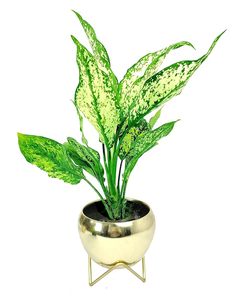 Maceta de oro de Metal decorativa vendedora caliente, maceta de alta calidad estándar para jardín, hogar y restaurantes, uso a bajo precio - Product Image 1