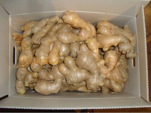 Jengibre Amarillo Fresco Orgánico Natural, Jengibre Joven 20kg, Especias Agrícolas de Alemania, Condimento al por Mayor, Cultivado de Forma Ecológica - Product Image 5