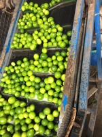 Fabricant du Vietnam Limes Natural Seedless Green Lemon Agriculture Prêt pour l'exportation Emballage personnalisé-BLUELOTUS FARM
