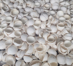 เนื้อมะพร้าวอบแห้งเนื้อนุ่มของเวียดนาม | 100% จากธรรมชาติ, วีแกนและมีสุขภาพดี | ผู้ส่งออกจำนวนมากที่มีคุณภาพสม่ำเสมอ - Product Image 1