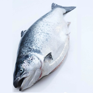 Saumon de l'Atlantique de haute qualité poisson entier congelé et conservé dans l'eau en stock et livraison rapide prix de gros - Product Image 2