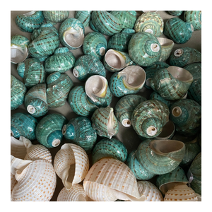 Carcasa Turbo verde natural para decoración y manualidades del hogar inspiradas en la costa - Product Image 1