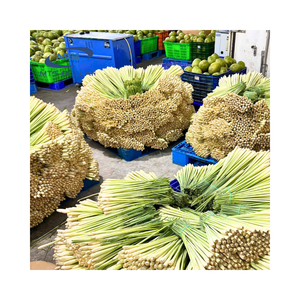 Premium Vietnam Frozen Lemongrass Fresh Aroma IQF Proceso Estándar de Exportación - Product Image 1