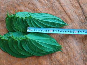 Hoja de Betel fresca de Vietnam-Productos vietnamitas de alta calidad-Super oferta de descuento-Precio más bajo en el mercado - Product Image 4