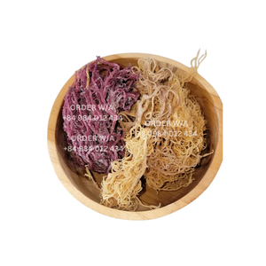 Golden Irish Sea Moss Pure, Wildcrafted y 100% Natural Ireland | Wildcrafted | Chondrus Crispus | Musgo irlandés crudo | Dorado - Product Image 4