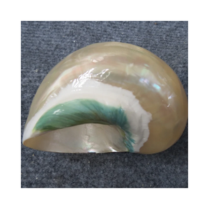 Vente en gros d'usine Coquille de conque naturelle de grande taille Corail poli Perle naturelle Étoile de mer Coquille de conque pour l'exportation du Vietnam 99G - Product Image 5