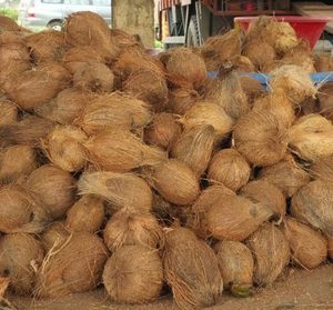 Vietnam Semi Husk <b>Coconut</b> Exporter for Global Buyers - Product Image 3