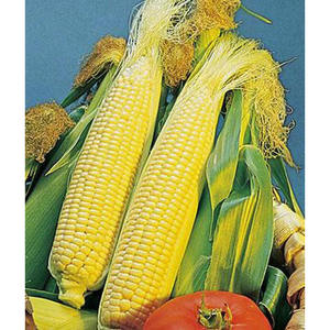 Maíz Amarillo Orgánico a Granel, Sin GMO, Granos de Maíz Secos de Primera Calidad, Alimento para Animales, Aves de Corral y Ganado, Exportación - Product Image 3