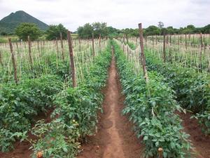 NANO LIN 16 MM 0.6 LPH 12 MIL 0.30 MM DRIP LATERALS SPACING 40 CM - Product Image 4