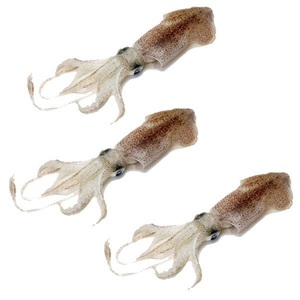 Calamar géant congelé entier, nettoyé, qualité supérieure, produits de la mer - Product Image 2