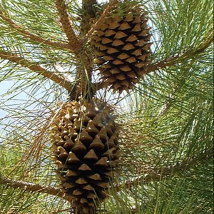 Décoration de pomme de pin magnifiquement rustique et écologique Idéal pour les célébrations de vacances et les intérieurs de maison naturels chauds toute l'année - Product Image 1