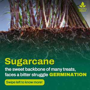 Accélérez la croissance de la canne à sucre avec MagicGro Super - Product Image 2