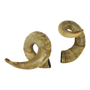 Corne de bélier naturelle polie pour projets d'artisanat, décoration intérieure, accessoires de bricolage et vente en gros - Product Image 6