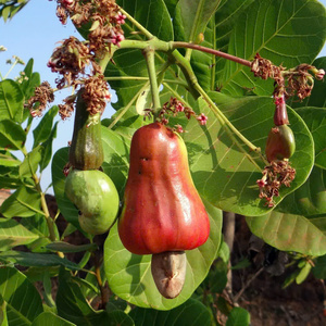 Vente en gros de noix de cajou du Vietnam de haute qualité Noix de cajou Noix de cajou Vente en gros de noix de cajou biologiques exportées vers l'Asie, l'UE, le Moyen-Orient - Product Image 2