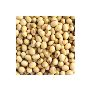 New Crop Low Price <b>Multifunctional</b> Nutritional Soybeans Soybeans Bulk Dried Soybeans - Product Image 3
