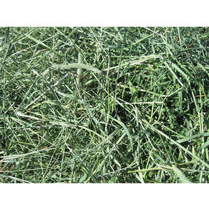 Heno de Alfalfa en Pacas para Raciones Mixtas Totales (TMR), Calidad Consistente para Formulaciones de Alimentación Láctea, Cadenas de Suministro al por Mayor - Product Image 2