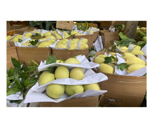 Mango Fresco Premium de Vietnam para Exportación - Mango Keo Cat Chu Cat Hoa Loc para Fábrica de Procesamiento de Alimentos y Mercado de Jugos - Product Image 3