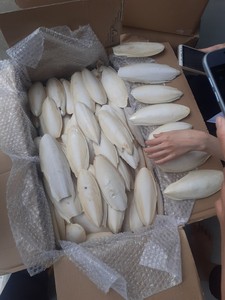 Emballage en vrac disponible Os de seiche du Vietnam traité pour une apparence uniforme et proposé à un prix de gros attractif - Product Image 2